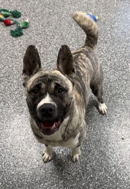 Enlarge Svetlana, a Adoptable mixed breed in Sterling Heights, MI image 1/3