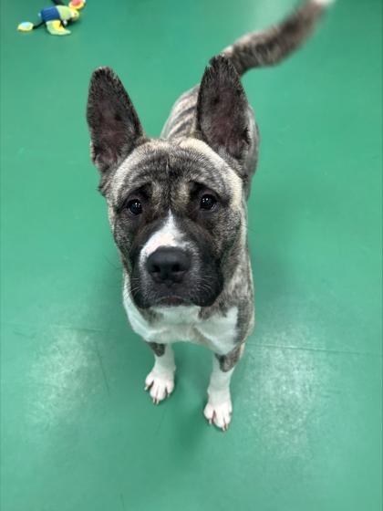 Enlarge Svetlana, a Adoptable mixed breed in Sterling Heights, MI image 3/3