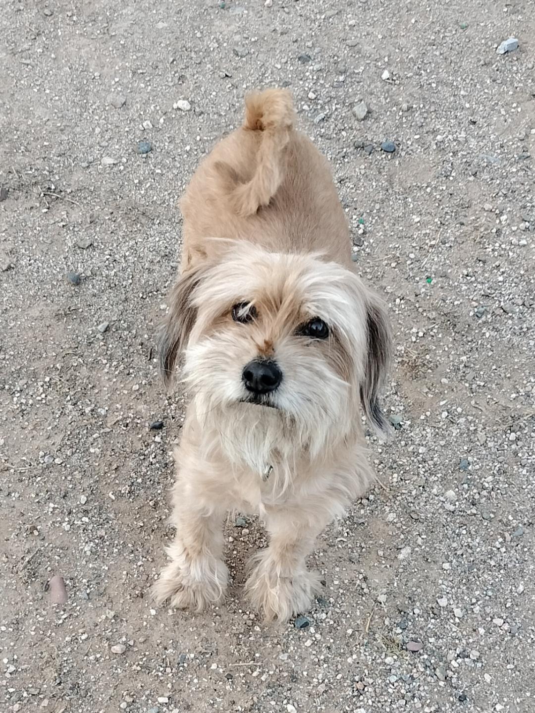Rascal, Adopted, Adult Male Shih Tzu.