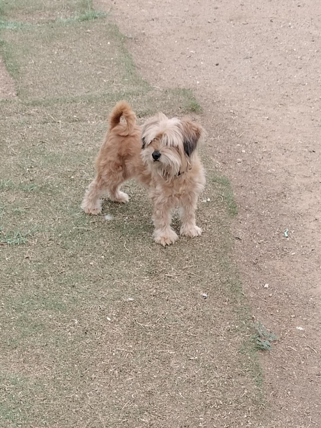 Enlarge Rascal, a Adopted Shih Tzu in Phoenix, AZ image 2/2