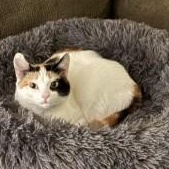 Patches, ADOPTABLE, Young Female Calico.