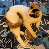 Enlarge Patches, a ADOPTABLE Calico in Annapolis, MD image 2/3