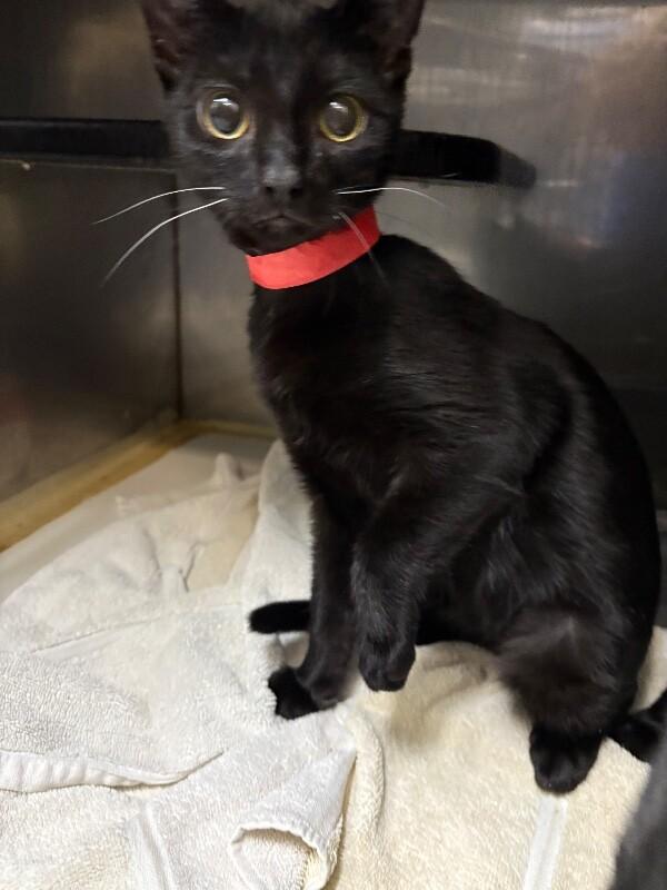 Dasher, Adoptable, Adult Male Domestic Medium Hair.