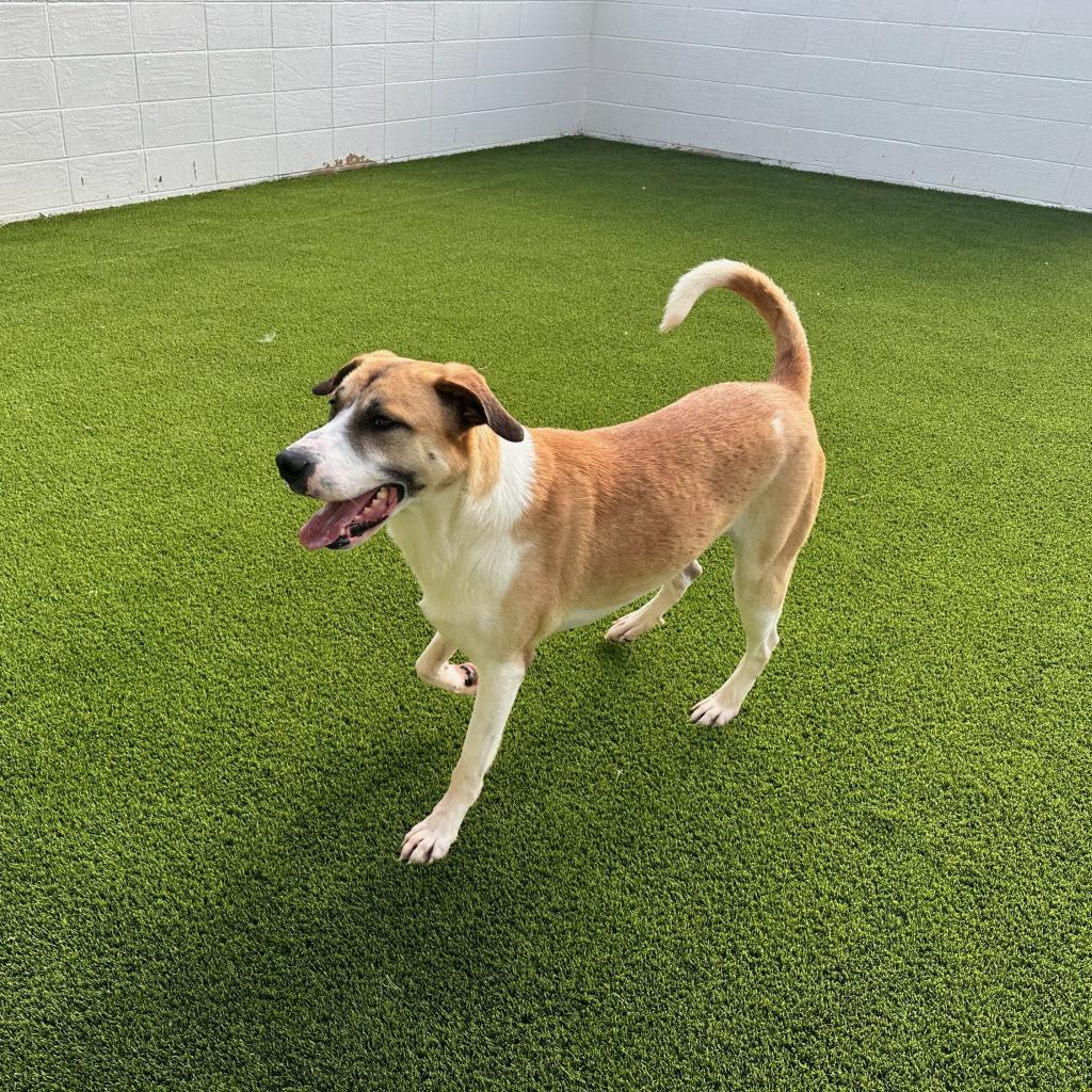 Enlarge Sampson 0153, a Adoptable mixed breed in Huntsville, AL image 1/5