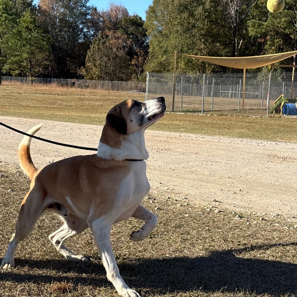 Enlarge Sampson 0153, a Adoptable mixed breed in Huntsville, AL image 2/5