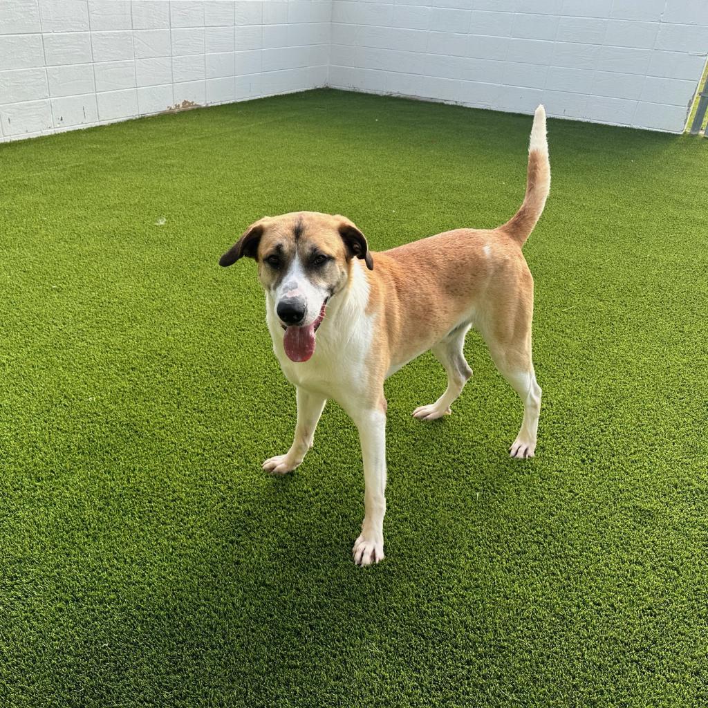 Enlarge Sampson 0153, a Adoptable mixed breed in Huntsville, AL image 3/5