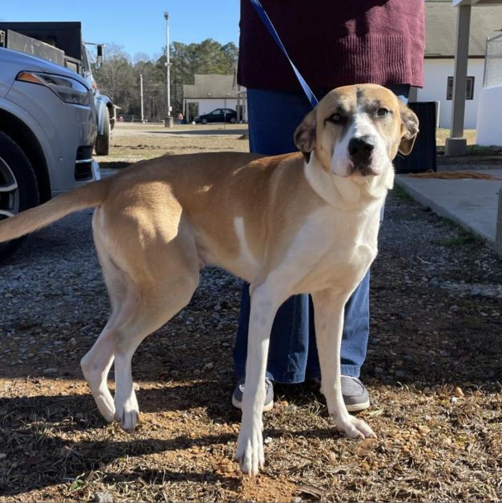 Enlarge Sampson 0153, a Adoptable mixed breed in Huntsville, AL image 4/5