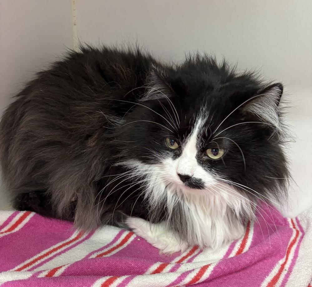 Enlarge Jodi, a Adoptable Domestic Long Hair in Rochester, IN image 1/2