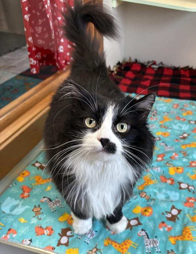 Enlarge Jodi, a Adoptable Domestic Long Hair in Rochester, IN image 2/2