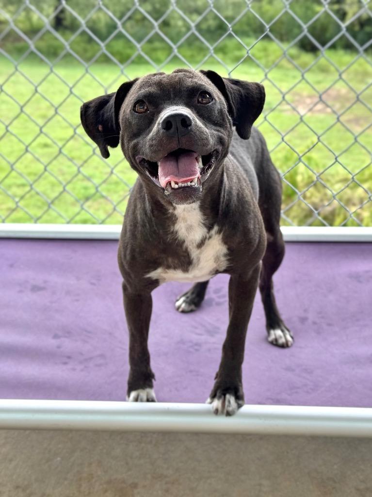 Baby, Adoptable, Puppy Female Pit Bull Terrier & Terrier.