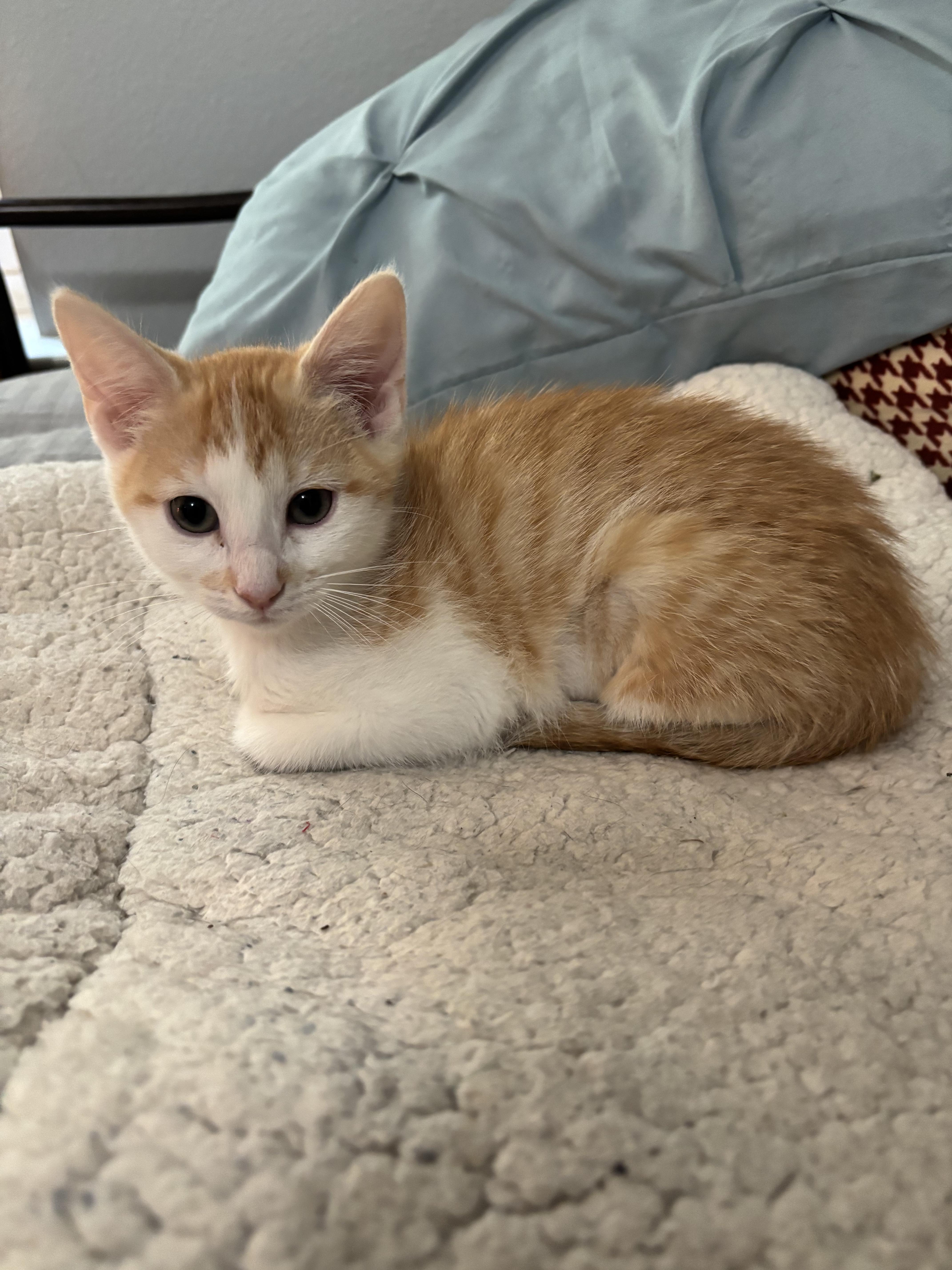 Augusta-Portofino PetSmart