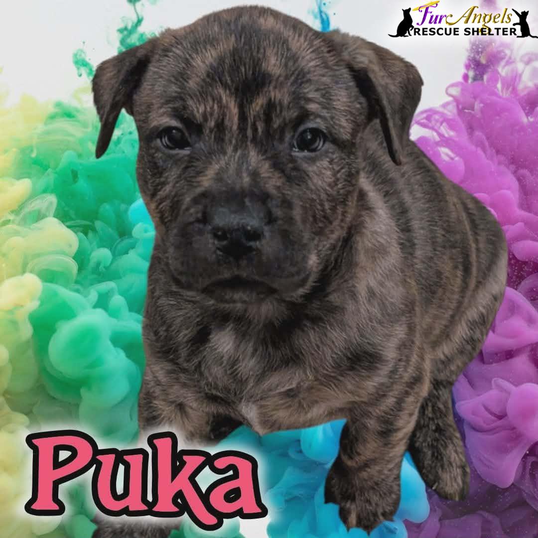 Enlarge Puka - ADOPTION PENDING, an adopted Mixed Breed in Toledo, OH image 1/1