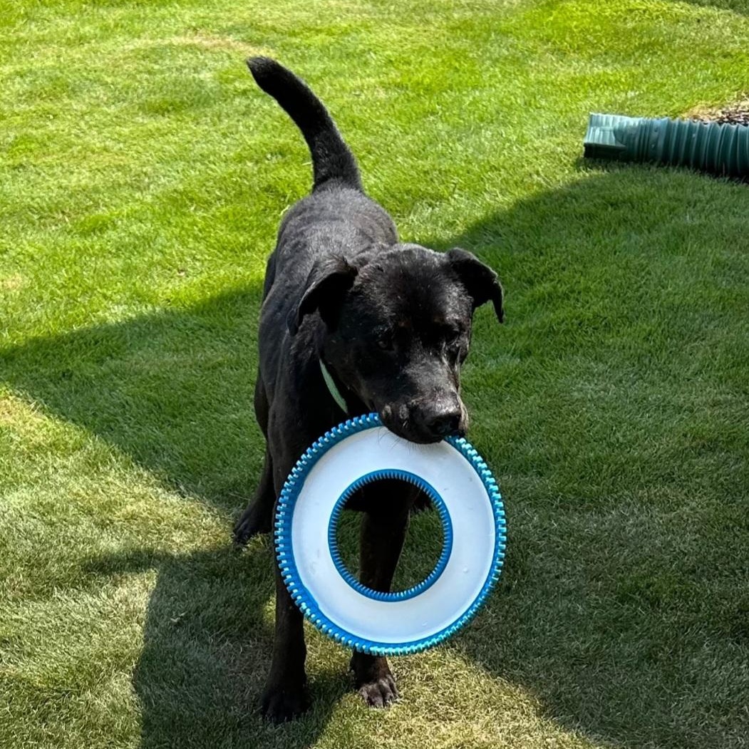 Enlarge Midnight, a Adoptable mixed breed in Buford, GA image 2/6