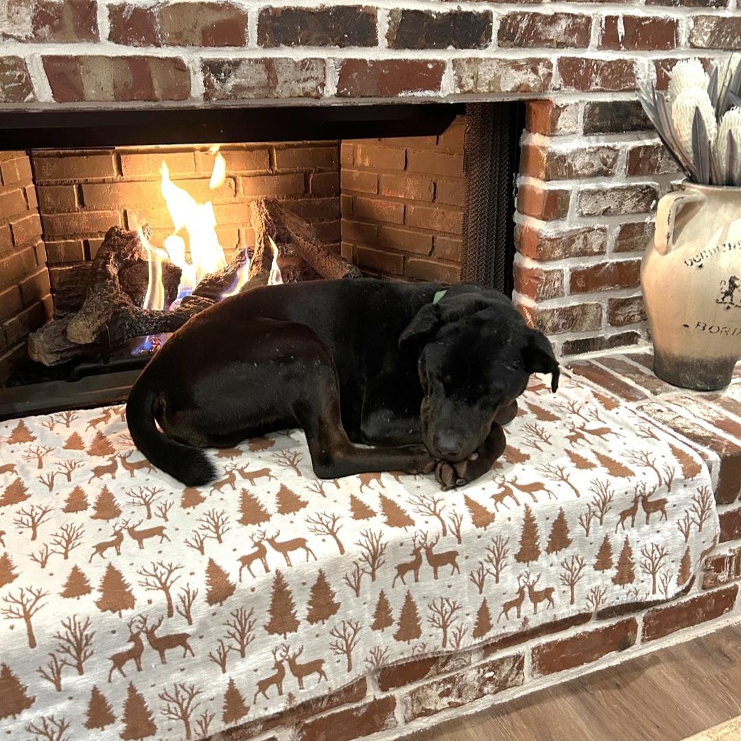 Midnight, Adoptable, Adult Male Black Labrador Retriever & Mixed Breed.