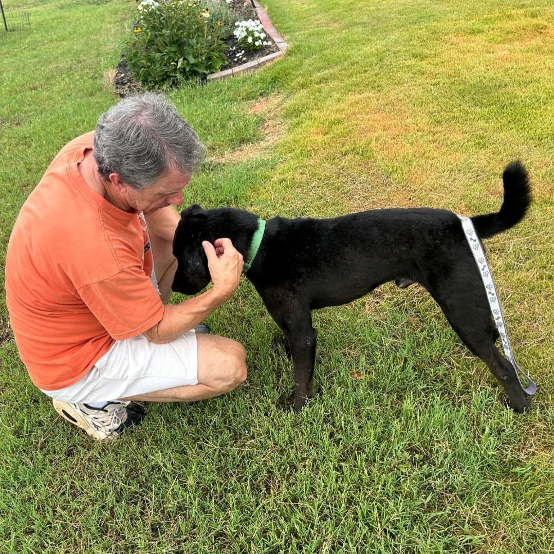 Enlarge Midnight, a Adoptable mixed breed in Buford, GA image 5/6