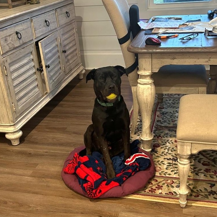 Enlarge Midnight, a Adoptable mixed breed in Buford, GA image 3/6