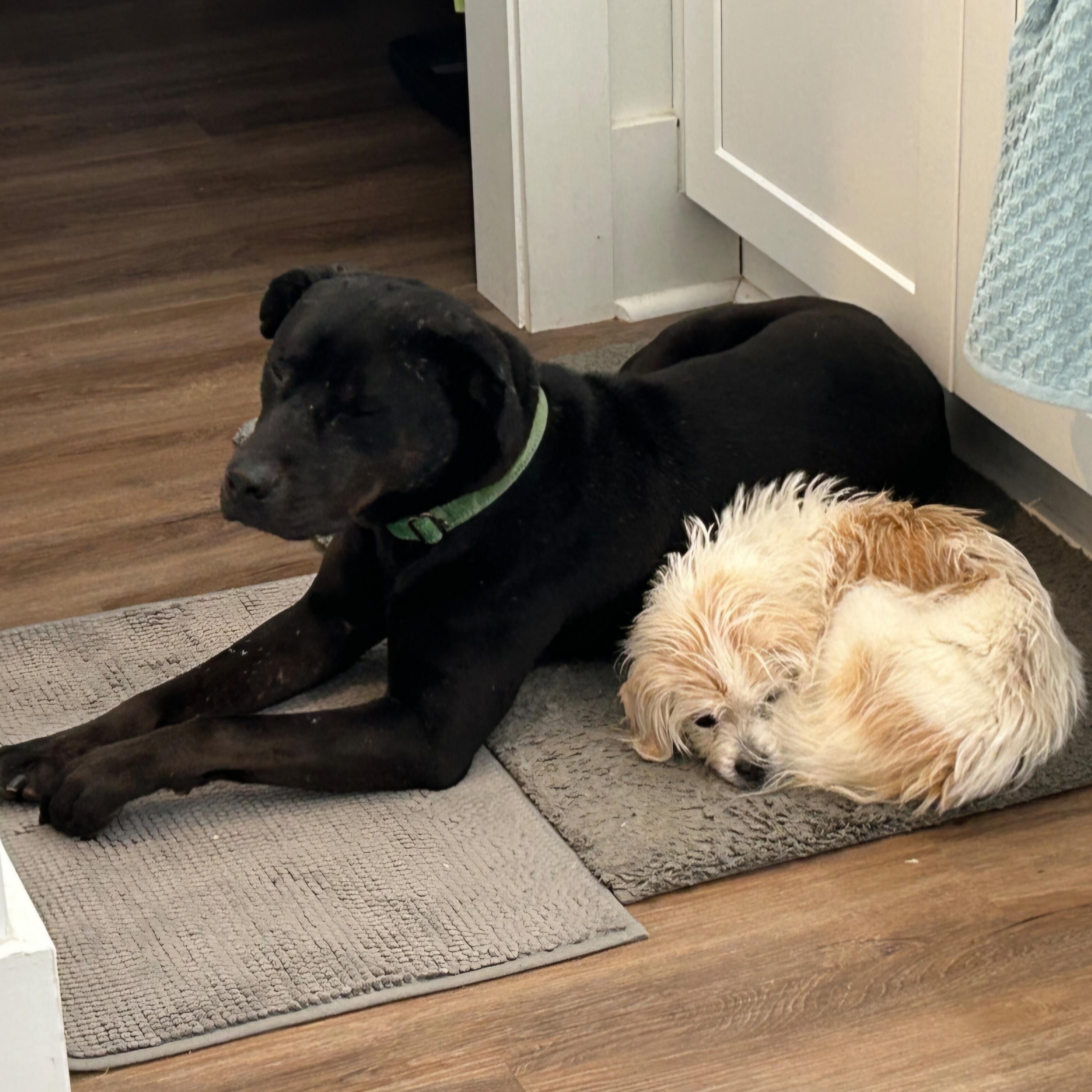 Midnight - Gentle Dog & Cat Friendly Boy!!, Adoptable, Adult Male Black Labrador Retriever & Mixed Breed.