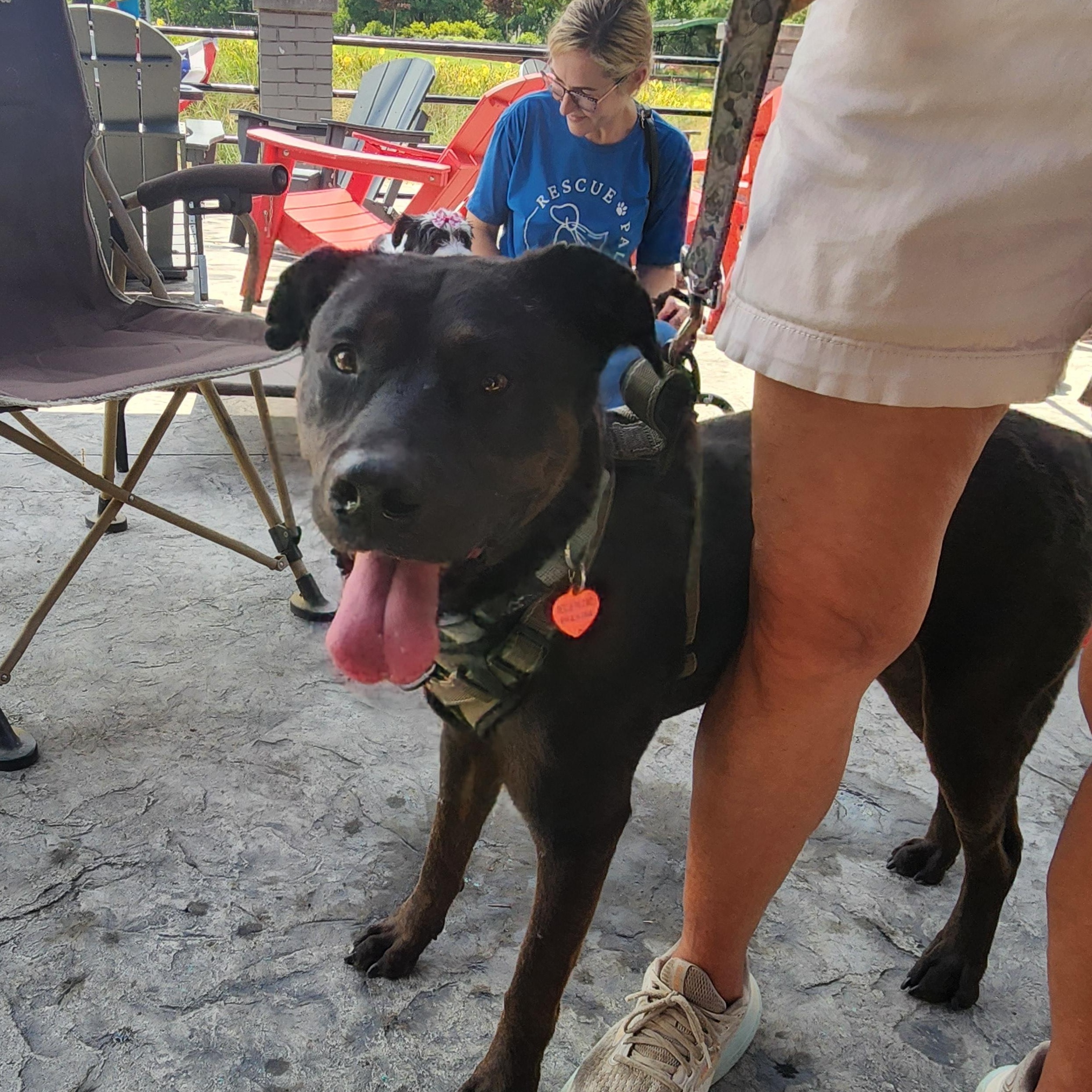 Midnight - Gentle Dog & Cat Friendly Boy!!, Adoptable, Adult Male Black Labrador Retriever & Mixed Breed.