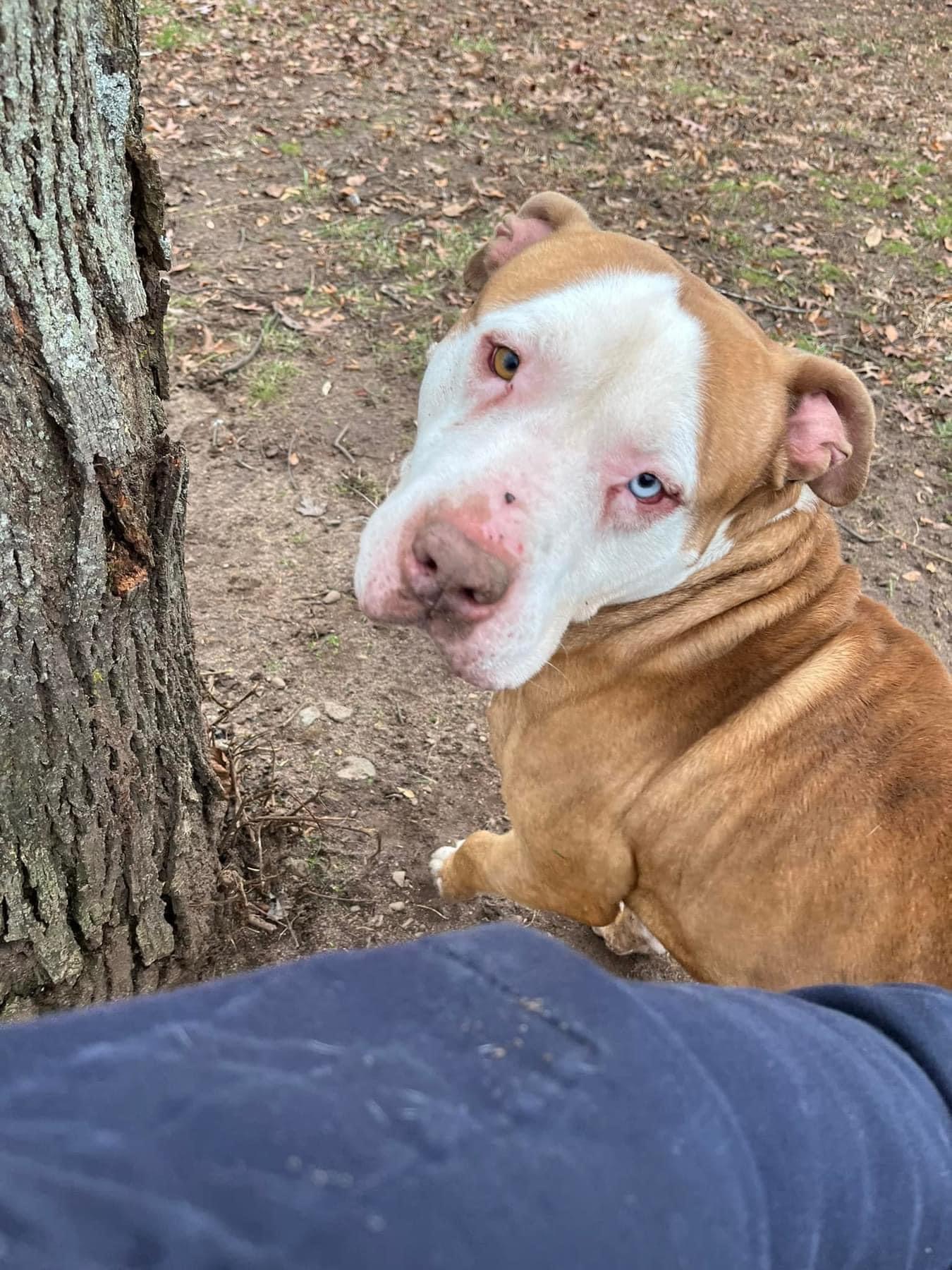 Tex, Adult Male Great Dane