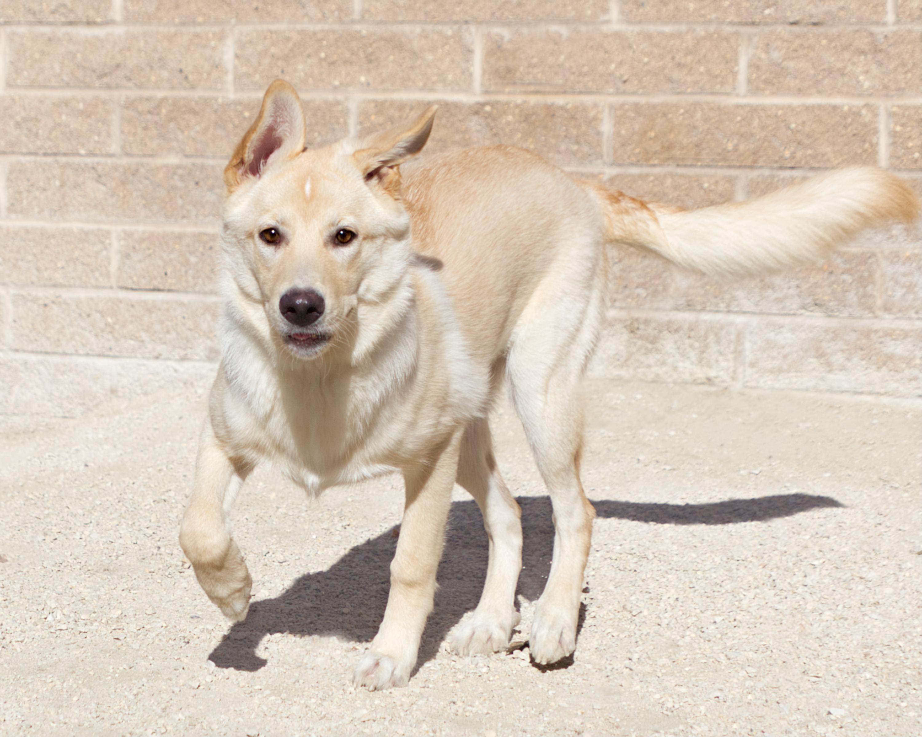 Enlarge Siri, a Adoptable mixed breed in Winnipeg, MB image 3/4