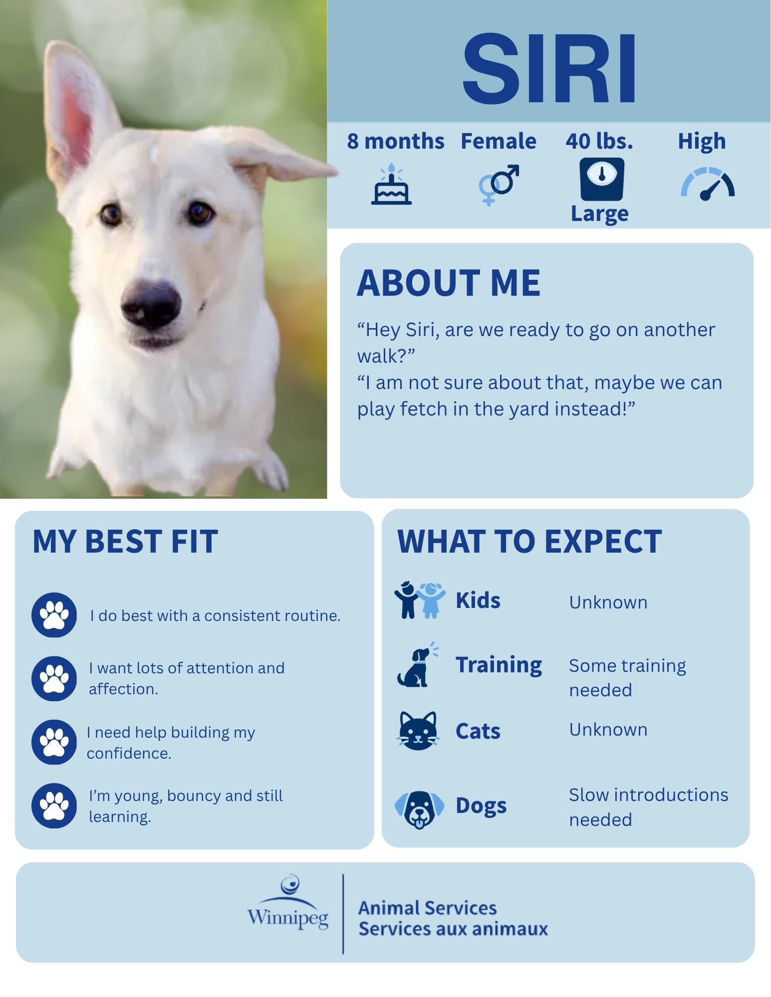 Enlarge Siri, a Adoptable mixed breed in Winnipeg, MB image 1/4