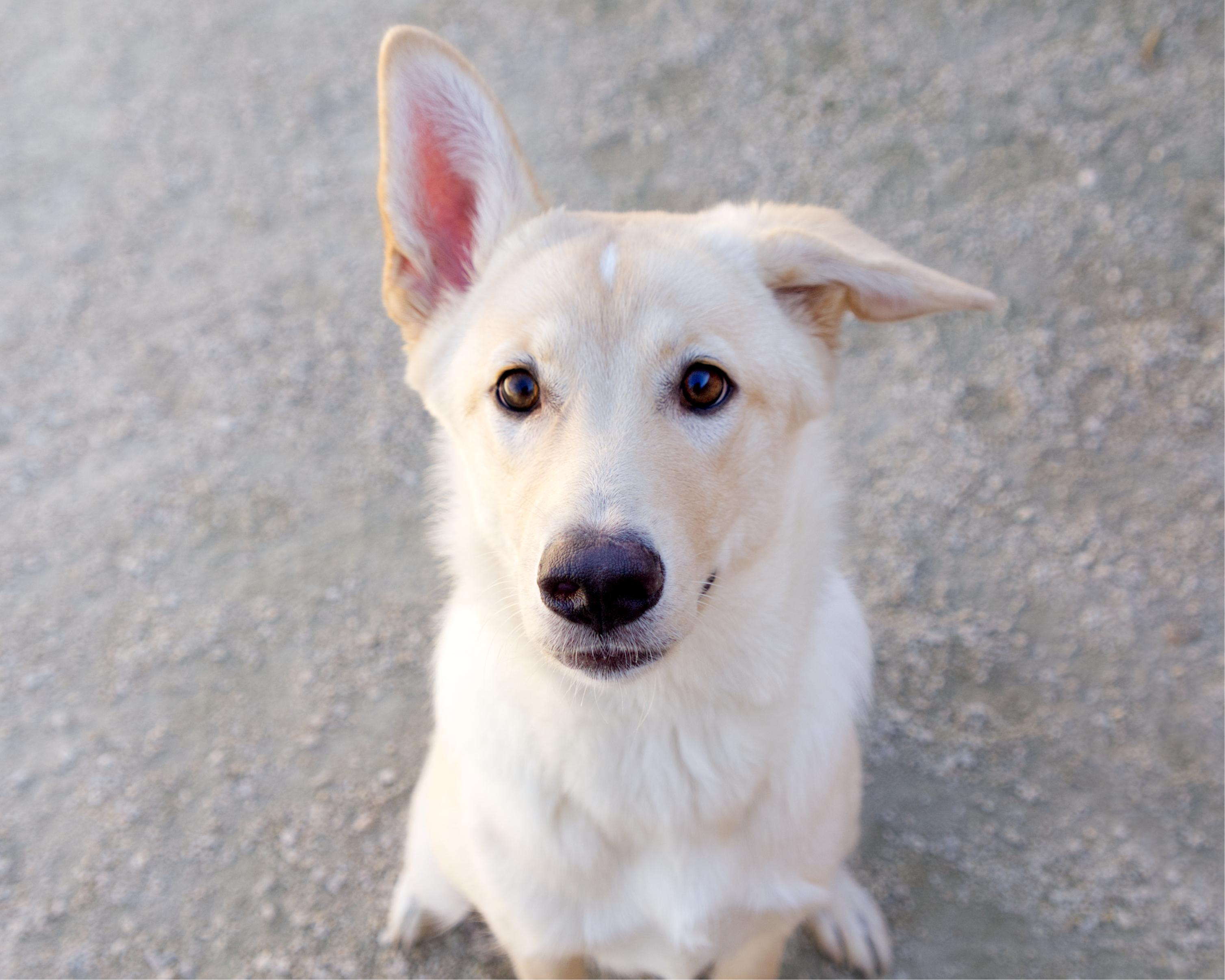 Enlarge Siri, a Adoptable mixed breed in Winnipeg, MB image 2/4