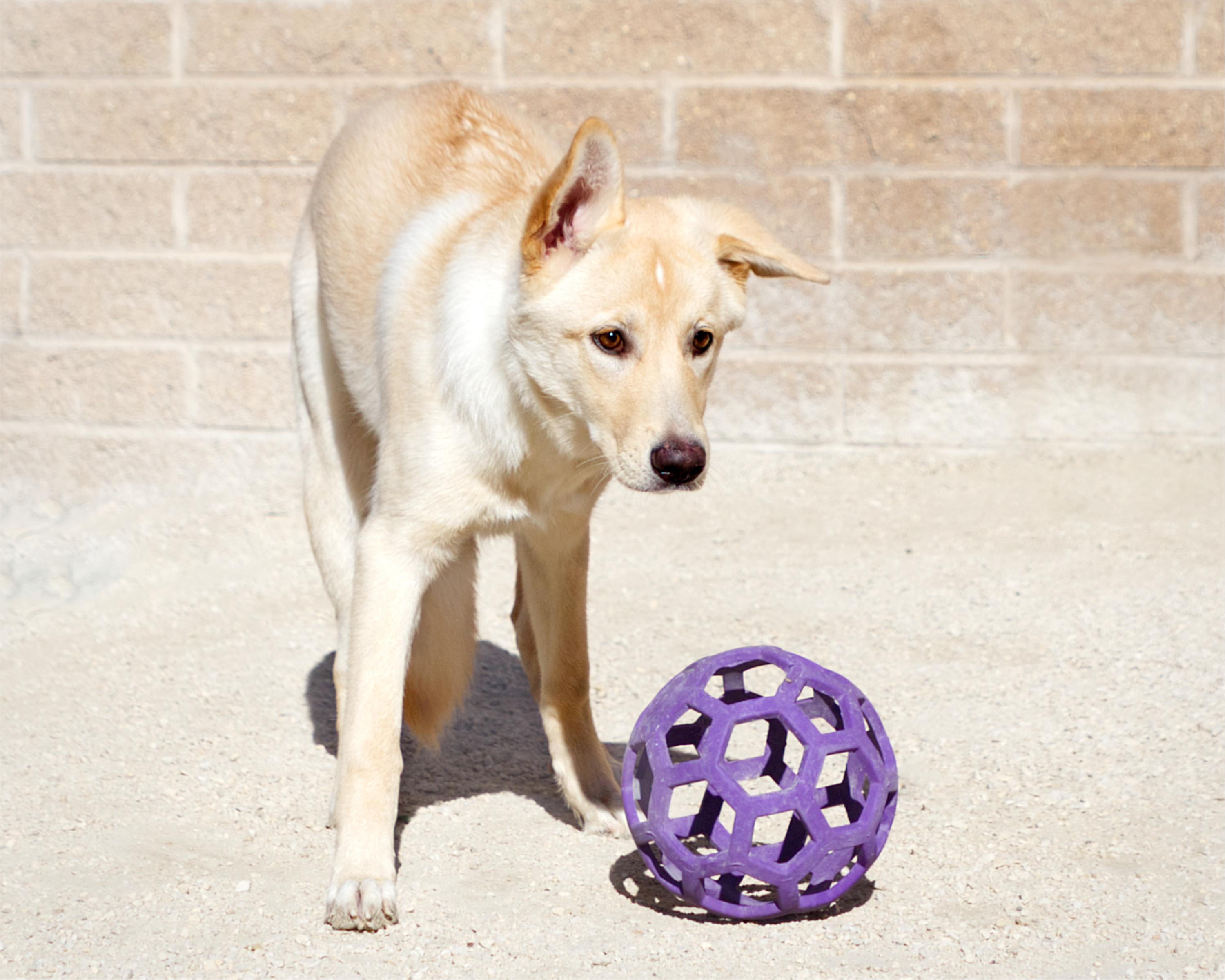Enlarge Siri, a Adoptable mixed breed in Winnipeg, MB image 4/4