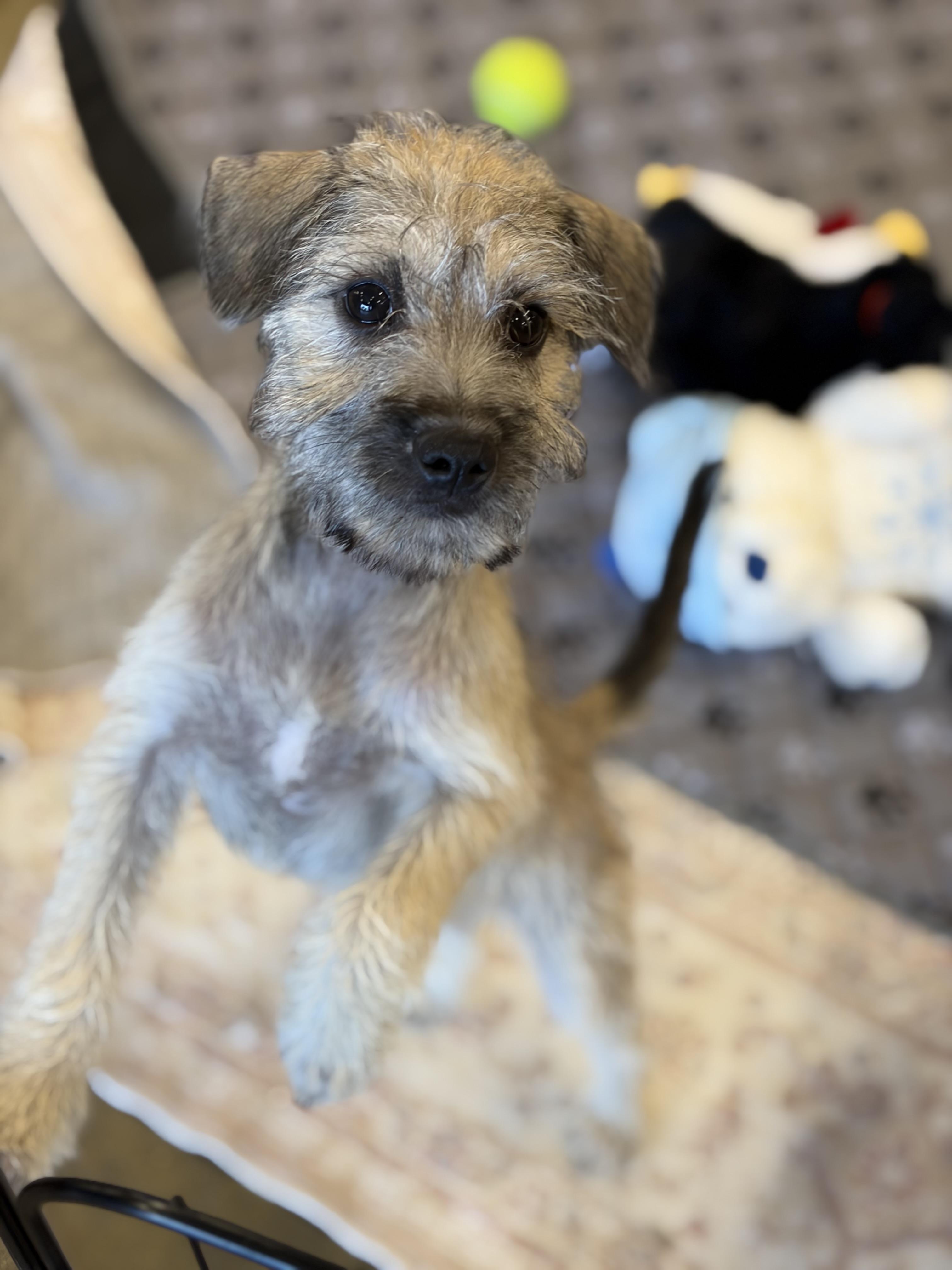 Lola, ADOPTABLE, Puppy Female Terrier.
