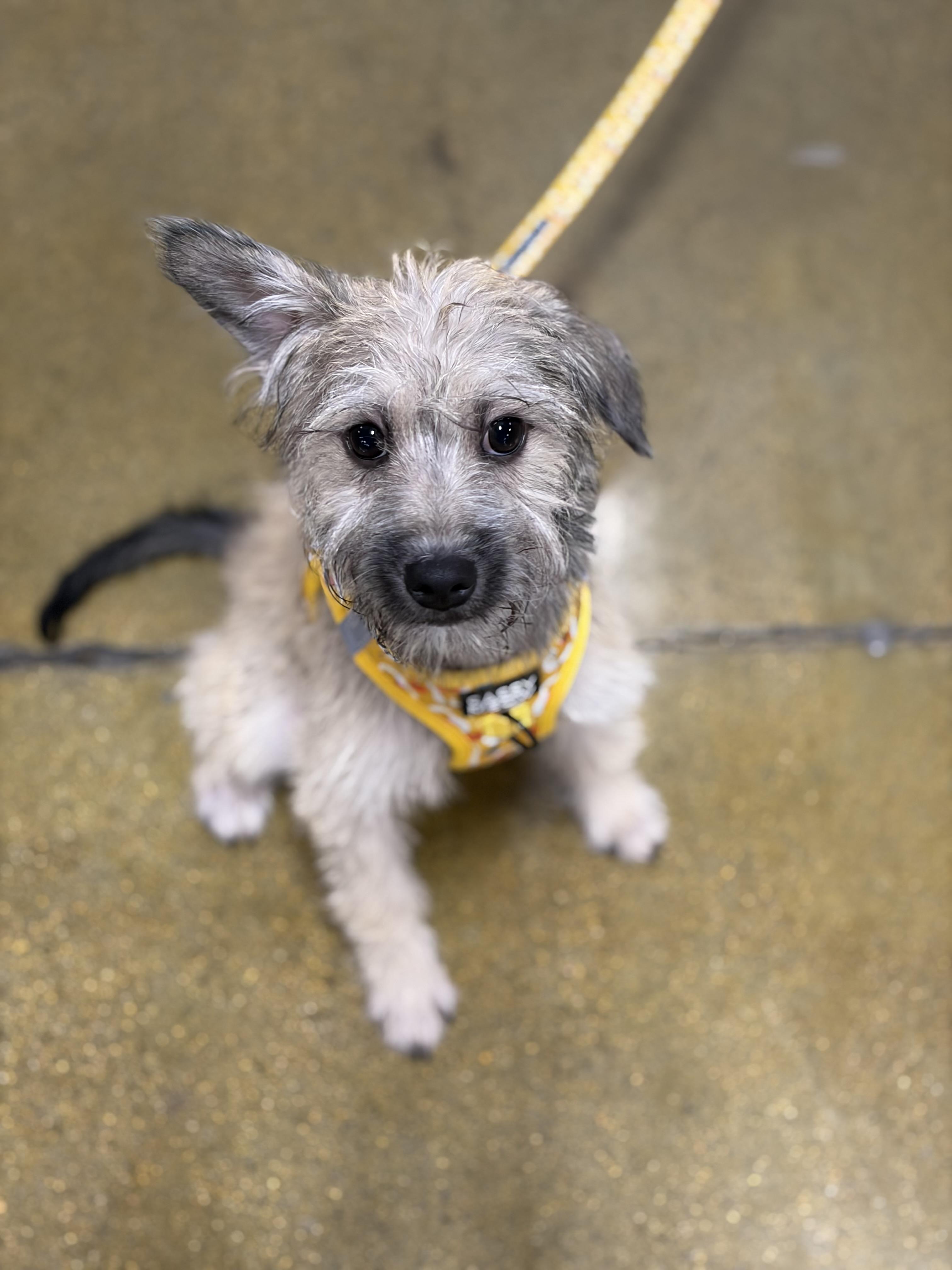 Enlarge Lola, a Adoptable mixed breed in Corona, CA image 4/5