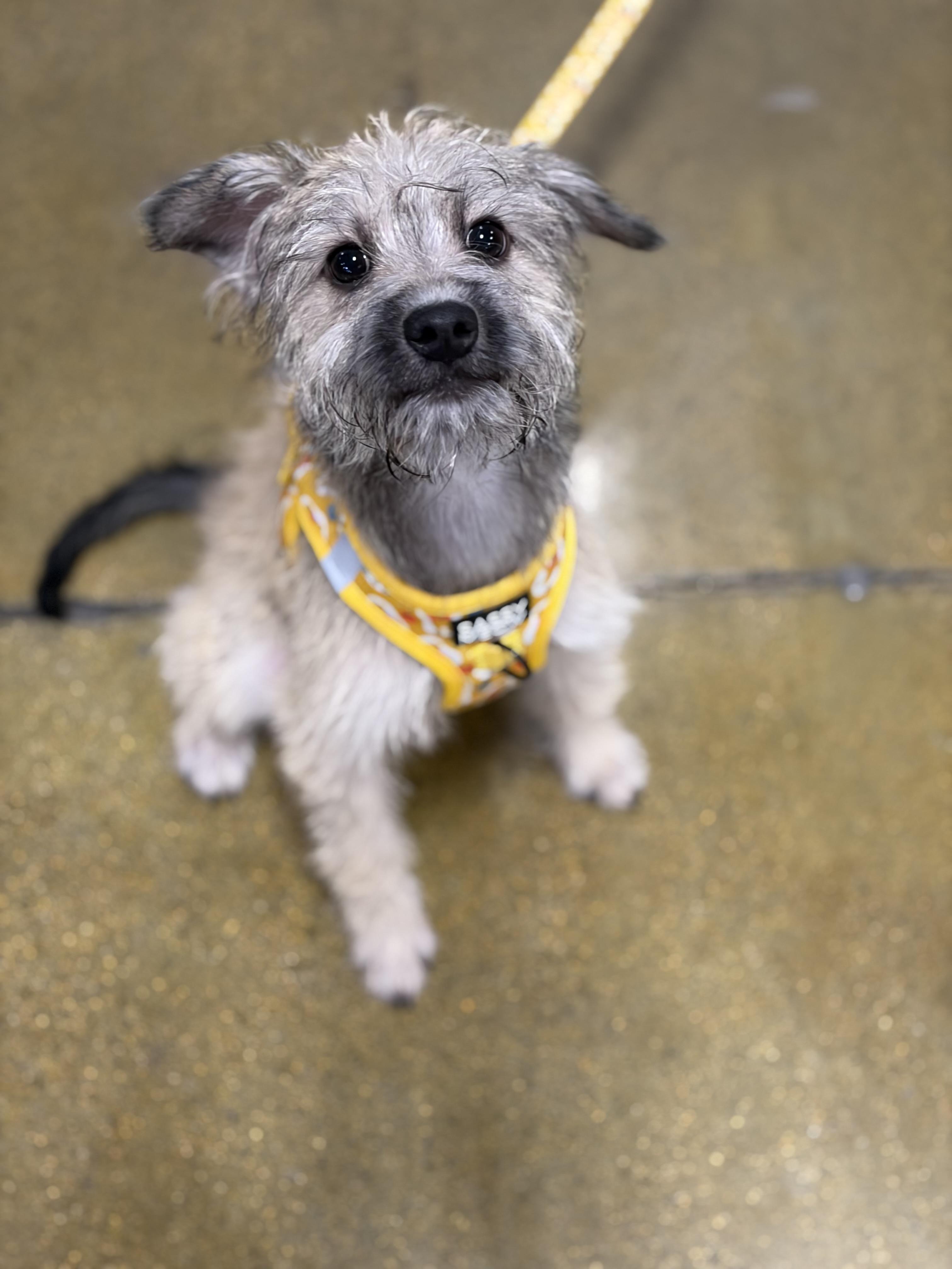 Enlarge Lola, a Adoptable mixed breed in Corona, CA image 1/5