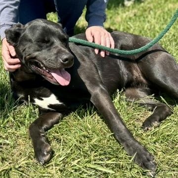 Enlarge Ebony, a ADOPTABLE Mixed Breed in Franklin, KY image 4/6