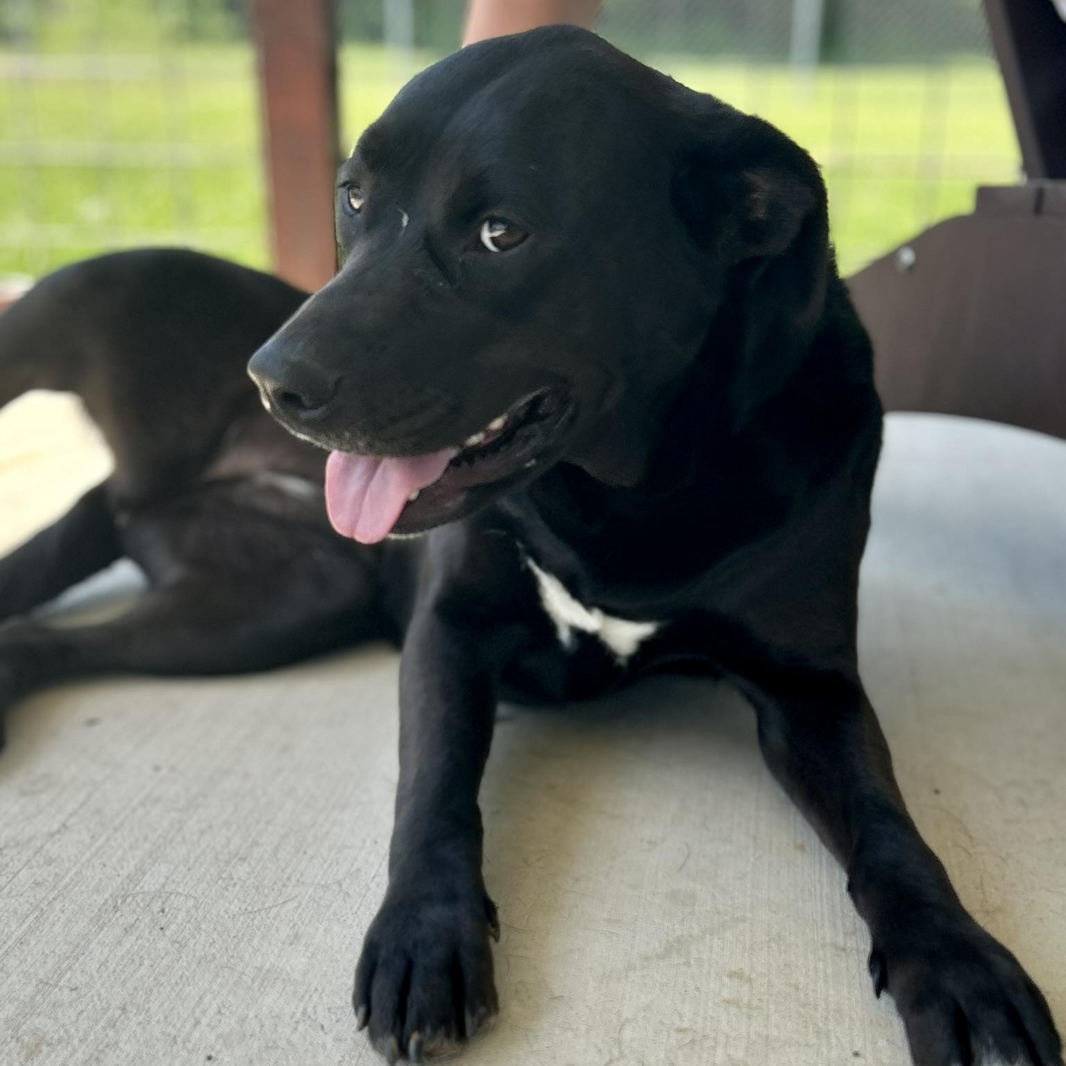 Enlarge Ebony, a ADOPTABLE Mixed Breed in Franklin, KY image 5/6