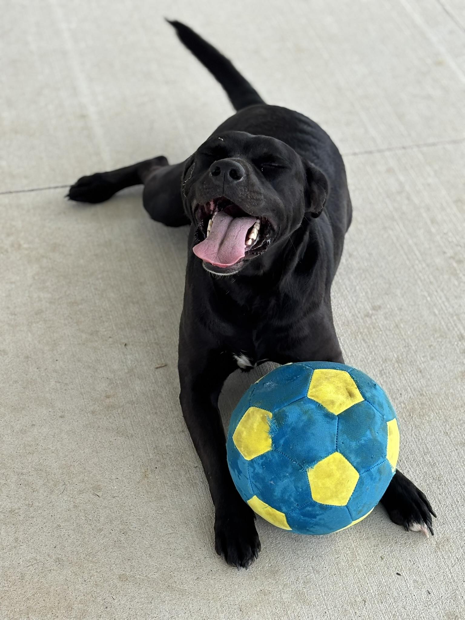 Enlarge Ebony, a ADOPTABLE Mixed Breed in Franklin, KY image 6/6