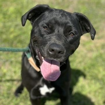 Ebony, ADOPTABLE, Young Female Mixed Breed.