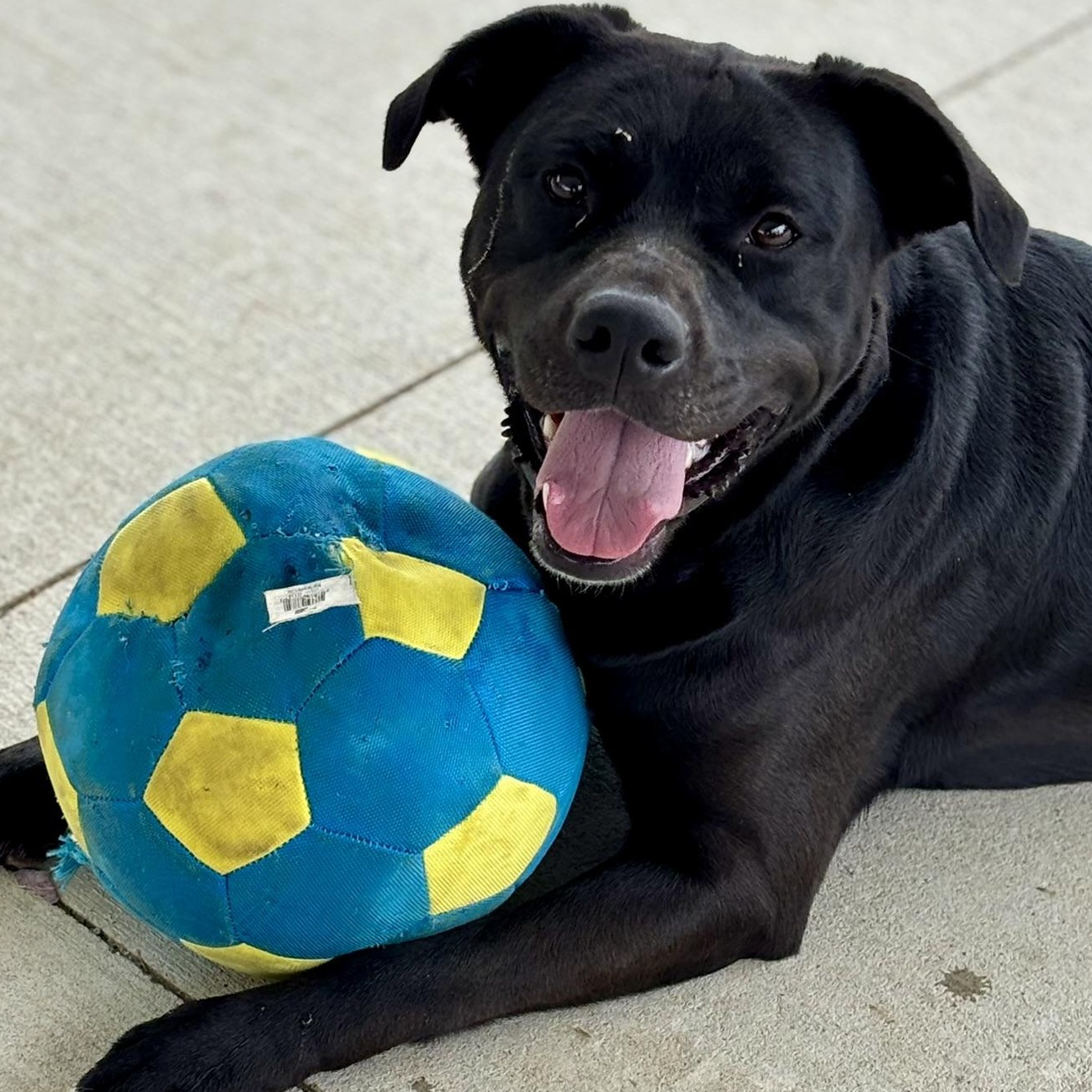 Enlarge Ebony, a ADOPTABLE Mixed Breed in Franklin, KY image 2/6