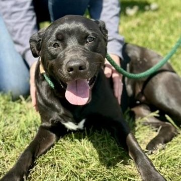 Enlarge Ebony, a ADOPTABLE Mixed Breed in Franklin, KY image 3/6