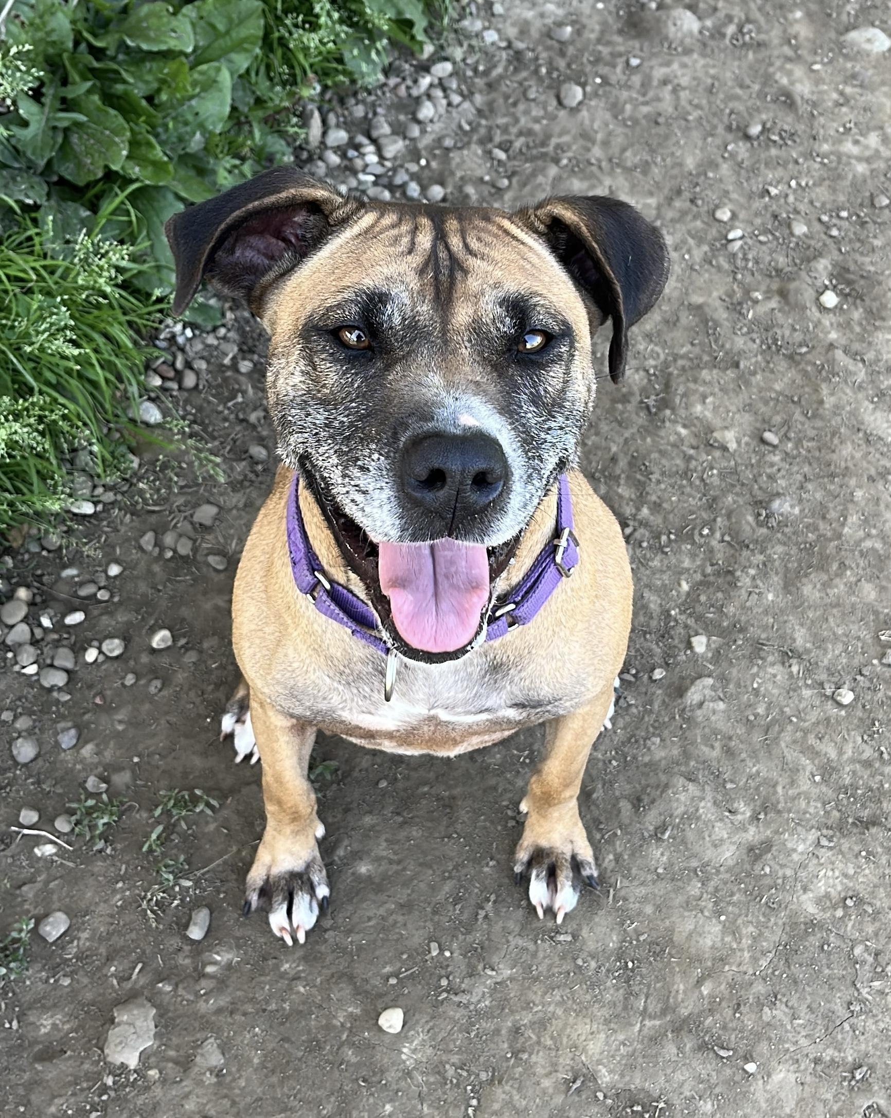 Tesa AVAILABLE, Adult Female Black Mouth Cur