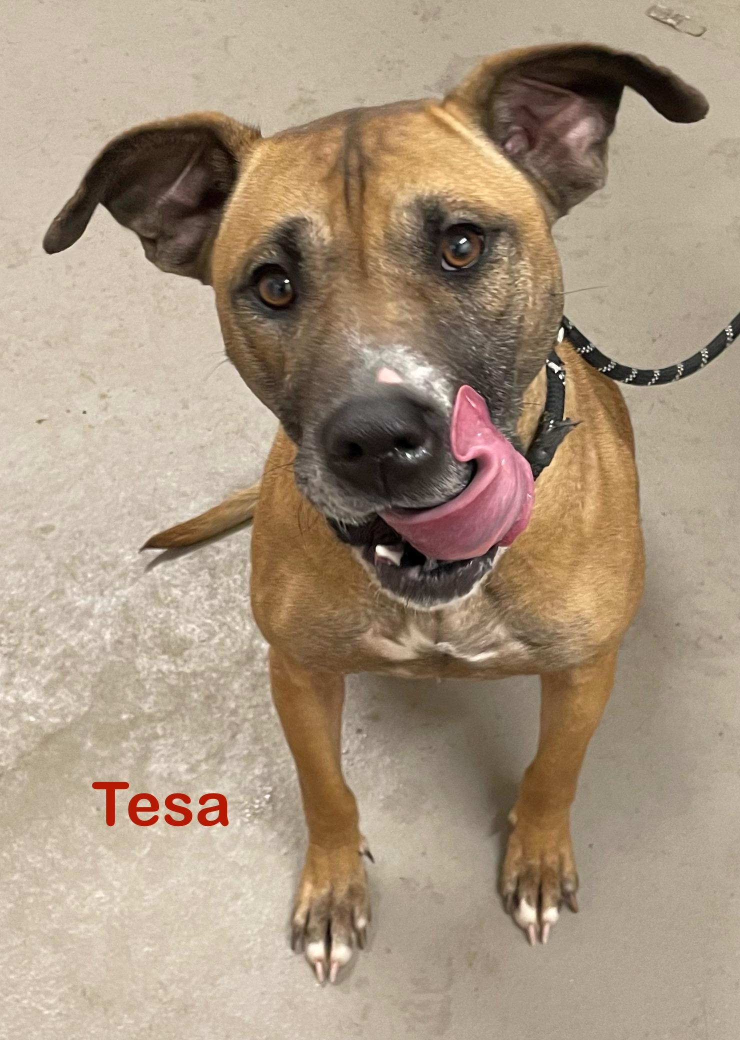 Tesa AVAILABLE photo 2