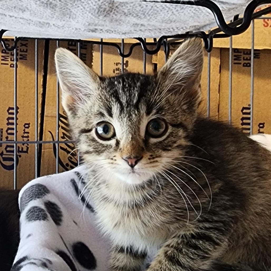 Mason, Adoptable, Kitten Male Domestic Short Hair.