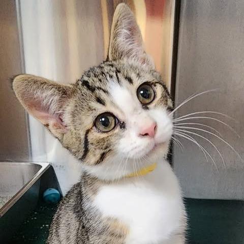 Bluto, Adoptable, Kitten Male Domestic Short Hair.