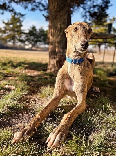Enlarge Cooper (aka Jingle Bells (JB)), an adopted Greyhound in Dallas, TX image 2/2