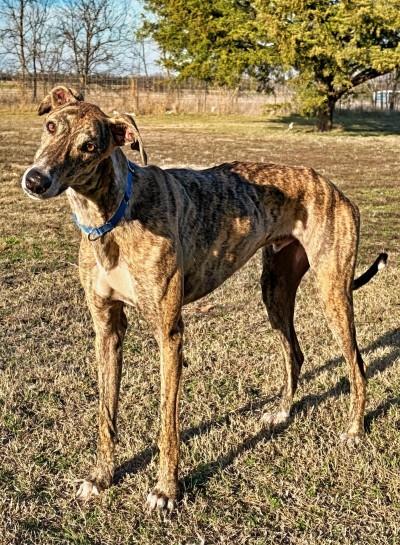 Cooper (aka Jingle Bells (JB)), adopted, Adult Male Greyhound.