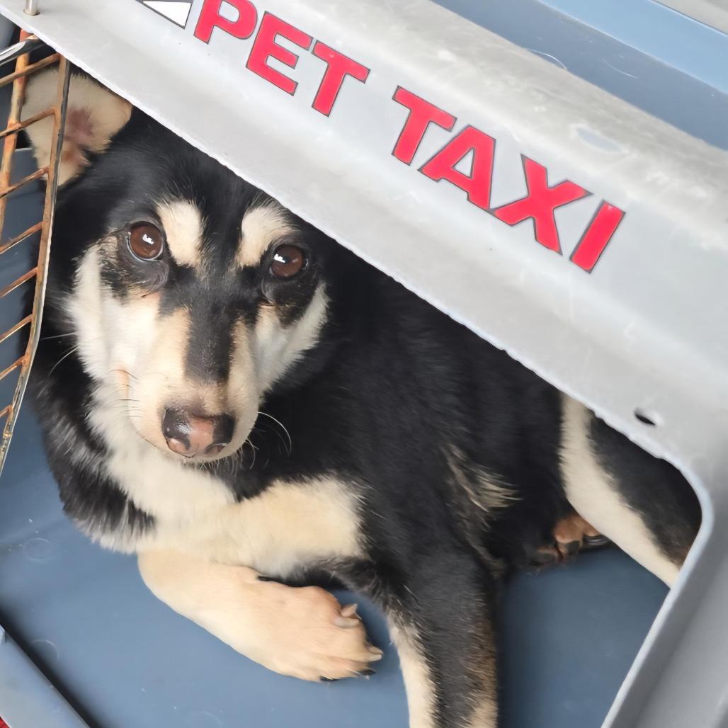 Millie, Adoptable, Adult Female Mixed Breed.