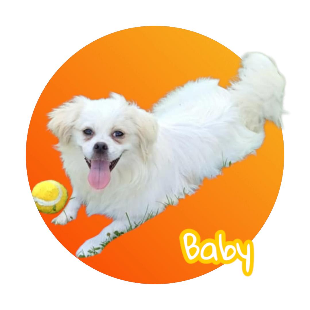 Baby, an adoptable Pekingese in Chesnee, SC, 29323 | Photo Image 1