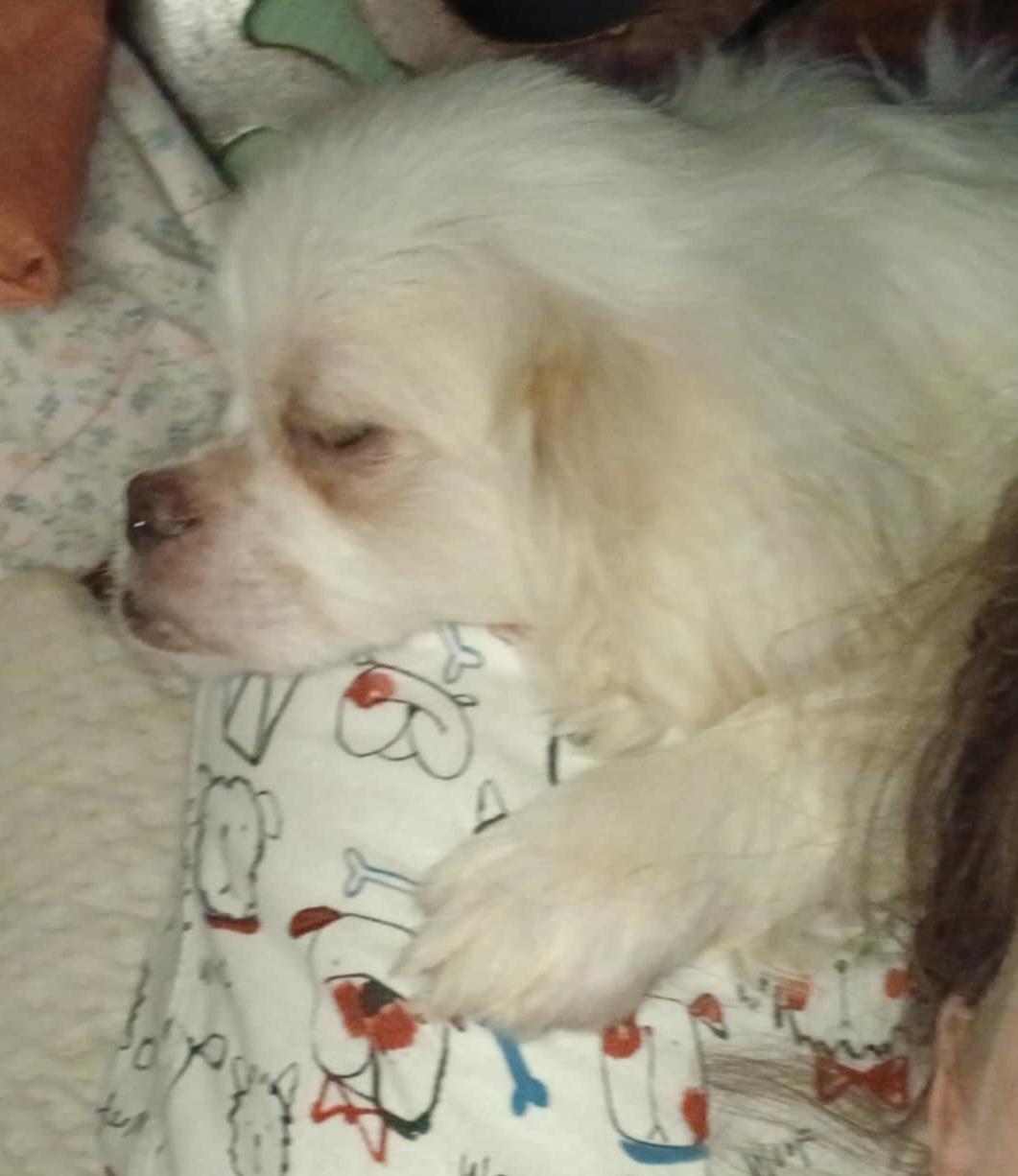 Baby, an adoptable Pekingese in Chesnee, SC, 29323 | Photo Image 2
