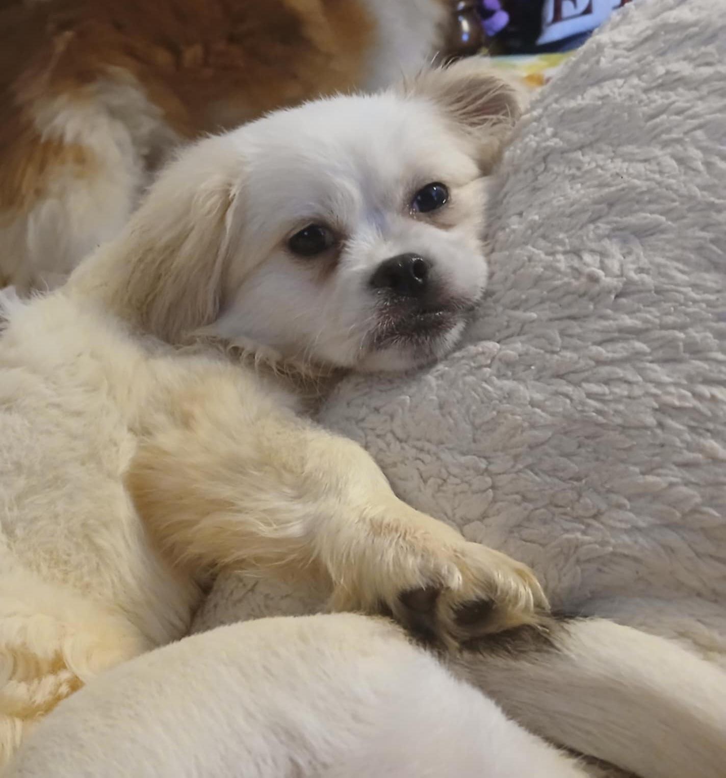 Baby, an adoptable Pekingese in Chesnee, SC, 29323 | Photo Image 3