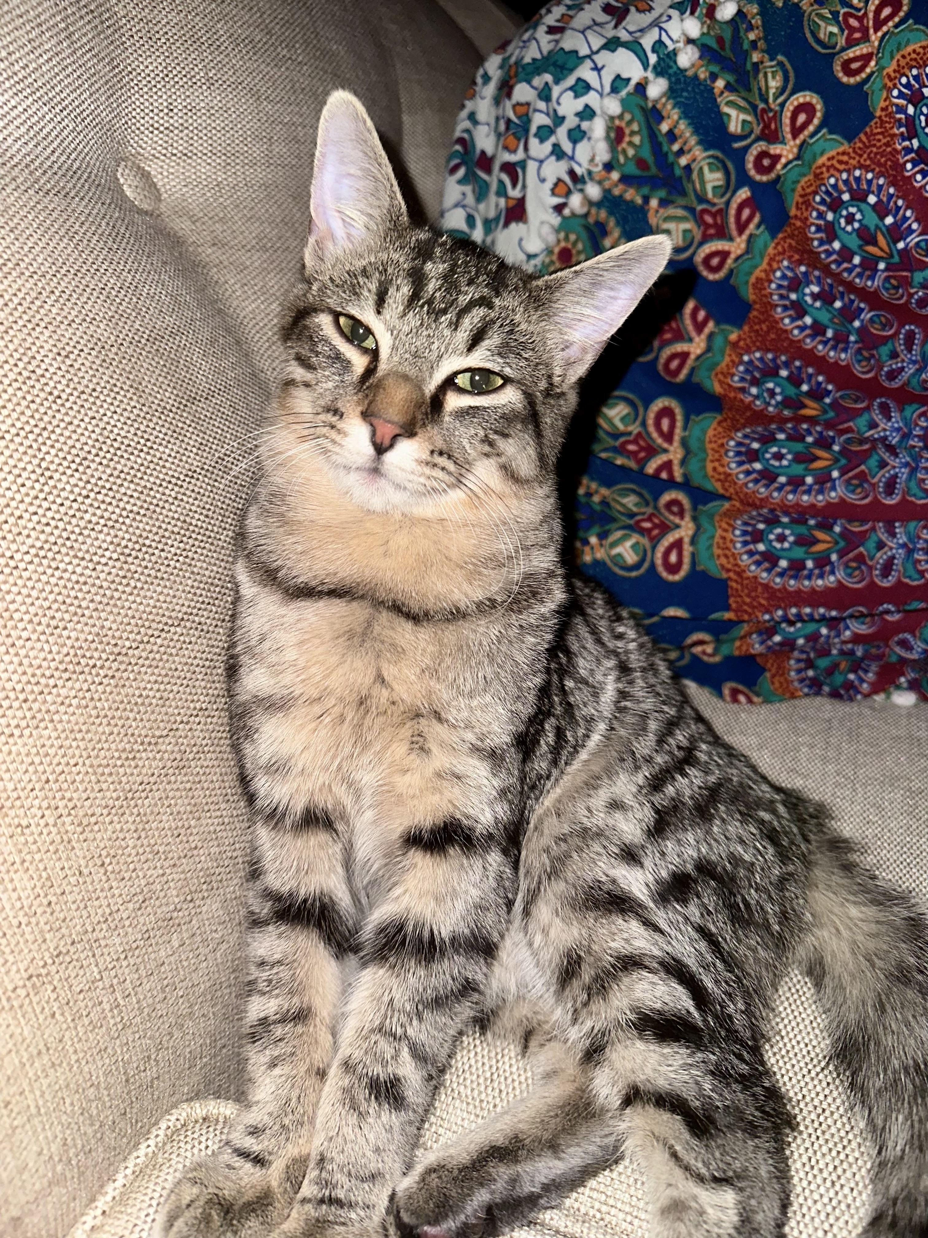 Enlarge Wesley, a ADOPTABLE Tabby in Bethel, CT image 5/6