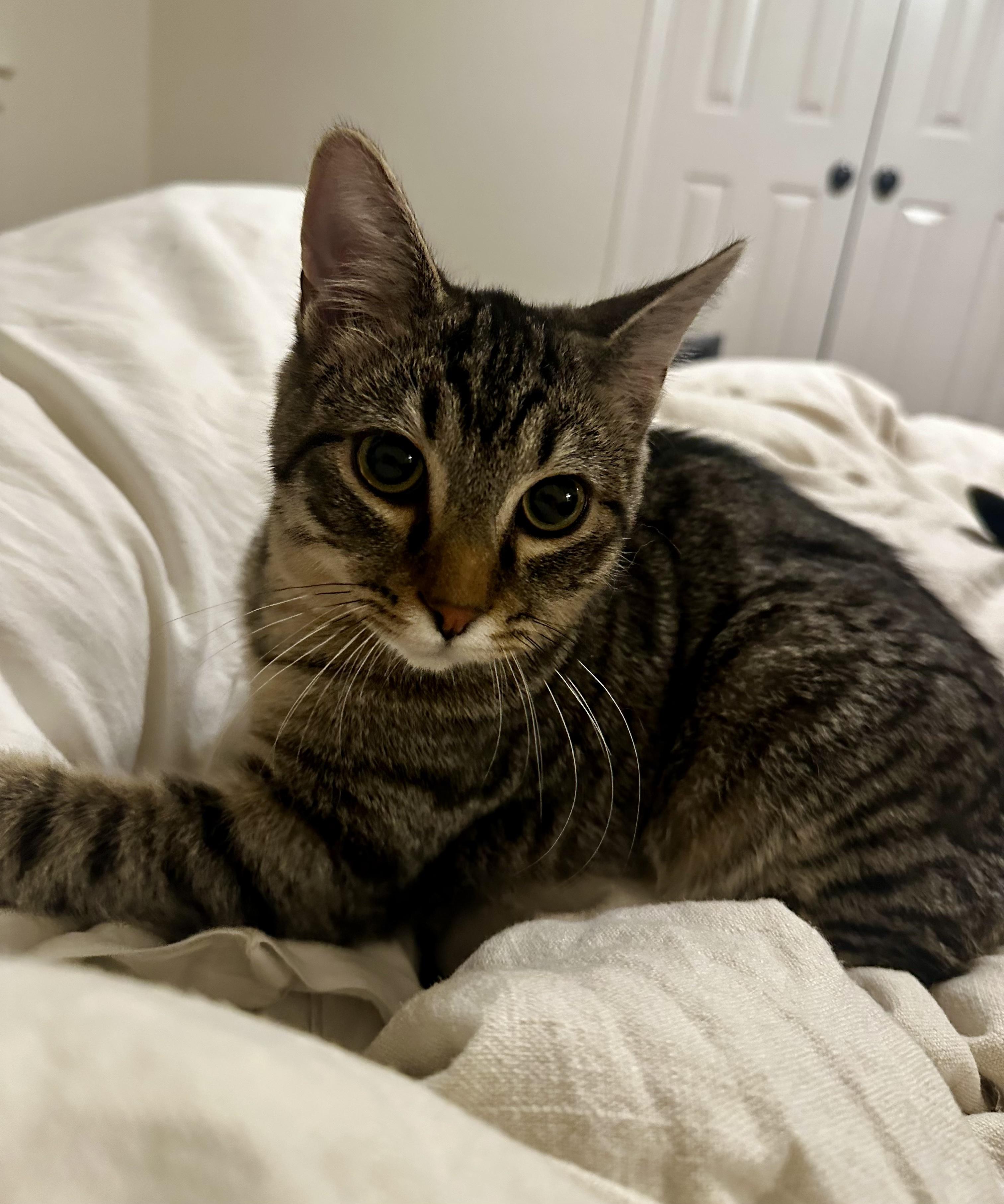 Enlarge Wesley, a ADOPTABLE Tabby in Bethel, CT image 4/6