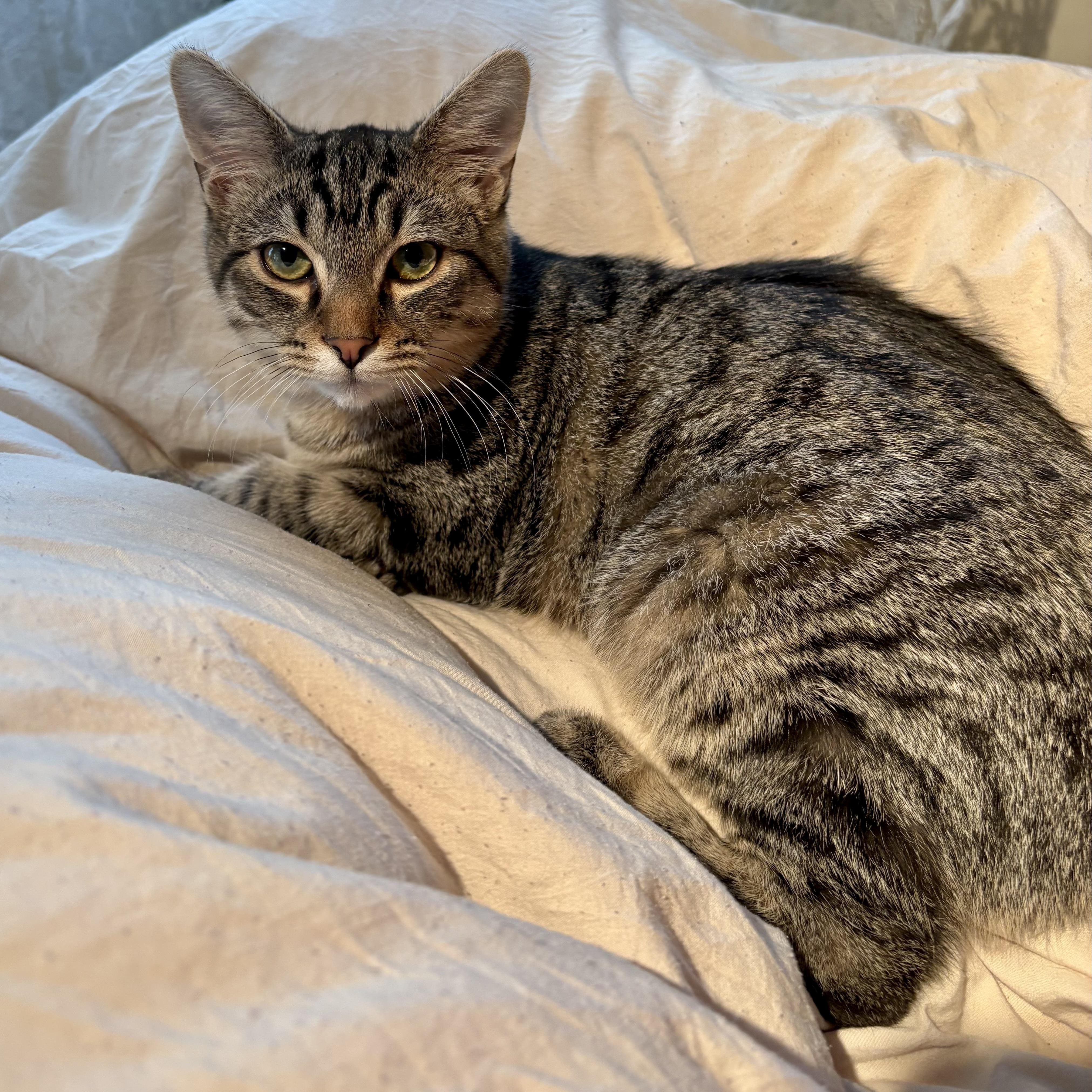 Enlarge Wesley, a ADOPTABLE Tabby in Bethel, CT image 1/6