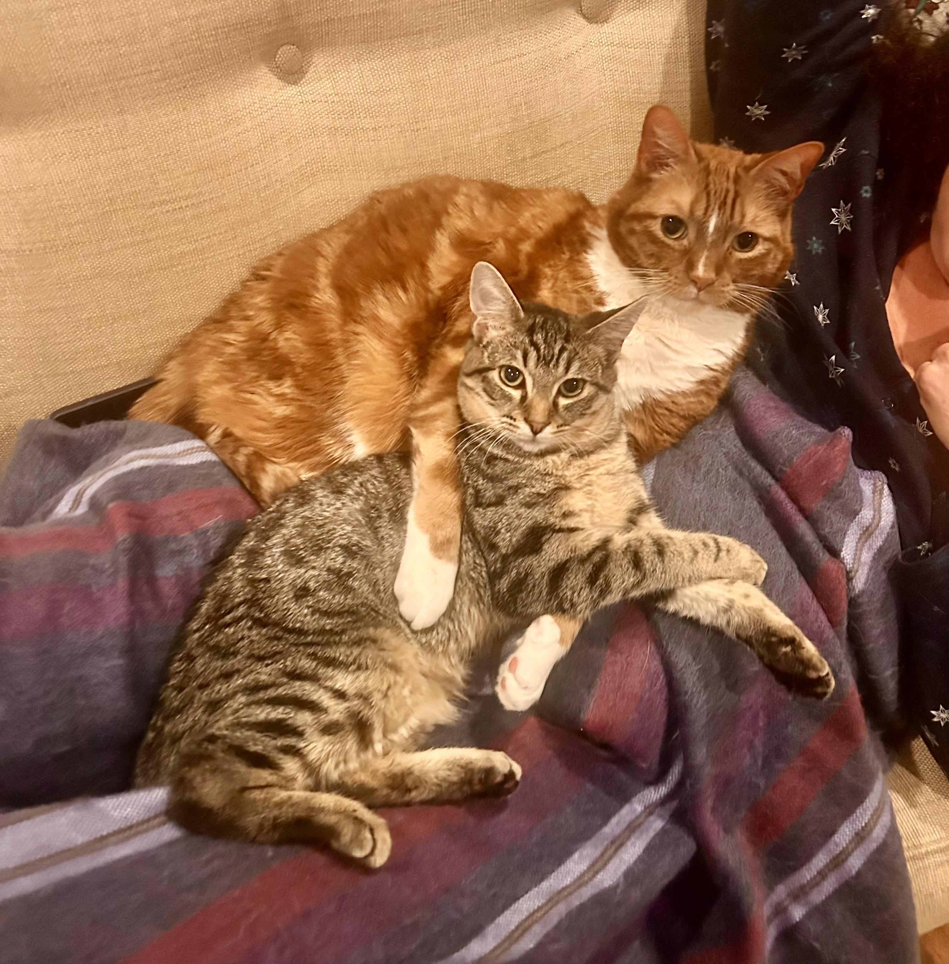 Enlarge Wesley, a ADOPTABLE Tabby in Bethel, CT image 6/6